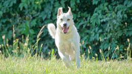 Bianca: la cagnolona buona a cui è impossibile resistere