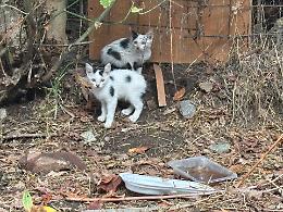 Gatti e polli maltrattati tra rifiuti e rom abusivi: viaggio negli orti occupati da oltre 50 anni
