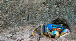 Granchio blu: i dissuasori sonori che proteggono gli allevamenti di vongole
