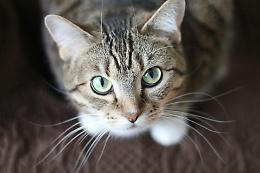 Un corso per capire i gatti: arriva il "Diploma di lingua felina" a Villanova Mondovì