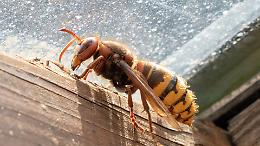 Calabroni in casa o in giardino? Ecco come allontanarli senza fare danni