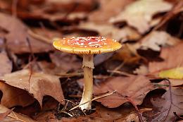 A Giaveno, i funghi raccolti sono controllati gratuitamente dalle esperte