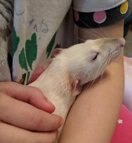 La nuova moda dei ratti domestici: da minaccia da eliminare ad animali da compagnia
