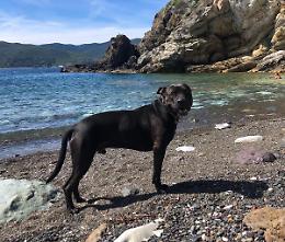 Non si trova Oki: pit bull di 4 anni scomparso sulla montagna di Villar Focchiardo