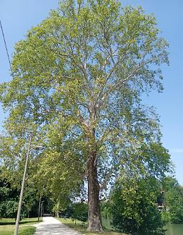 Infezione fungina sugli alberi della Pellerina: nuovi interventi e potature in corso