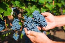 Vendemmia 2025 in Piemonte: tutte le feste del vino da non perdere
