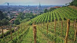 Un piano forestale per salvaguardare e valorizzare la collina torinese: più boschi curati e sentieri sicuri