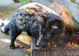 Kopi Luwak: il caffè più caro del mondo… e più crudele