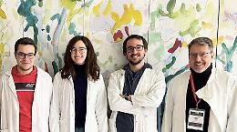 Neuroni che si riattivano da adulti: la scoperta dell'Università di Torino