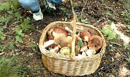 Due cercatori di funghi ottantenni salvati nei boschi sopra il Lago Maggiore