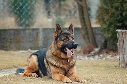 Smentita la notizia sul cane morto a Nichelino : ancora nessuna certezza sull’avvelenamento