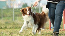 Trofarello, riapre l’area cani: chiusa dopo un sospetto avvelenamento
