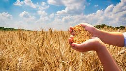 Agricoltura in crisi: costi alle stelle, prezzi troppo bassi e aziende a rischio chiusura