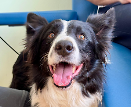 Torino, i "cani eroi" che portano sorrisi nel reparto oncologico
