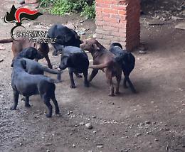 Cuccioli senza pedigree e microchip: sequestrati 12 cani nel torinese