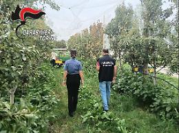 Agricoltura, controlli nel Pinerolese: lavoratori irregolari e sanzioni per due aziende