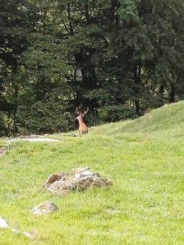 Ala di Stura, cervo tra le case della frazione Canova: riportato nei boschi