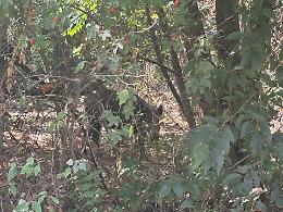 Nichelino, quattro cuccioli di cinghiale nel parco: “Non c’è altra scelta, verranno abbattuti”
