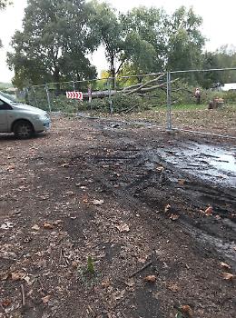 Falchera, abbattuti sei alberi per il nuovo capolinea del tram 4. Il Comune: “Previste compensazioni”