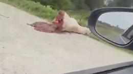 Macabra scoperta lungo il Po, vacca tagliata a metà il video pubblicato su Facebook