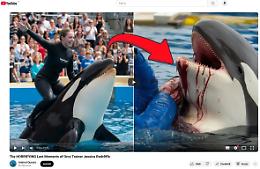 La bufala di Jessica Radcliffe e l’orca: il video virale che sta ingannando i social