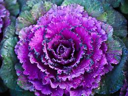 10 piante che fioriscono anche in autunno