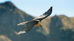 Il Gipeto in Piemonte: il gigante delle Alpi torna a volare