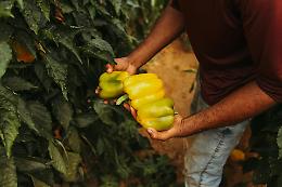 Slow Food lancia "Produttori e artigiani custodi": una rete per salvare i saperi antichi