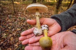Dal bosco al piatto: come riconoscere i funghi commestibili