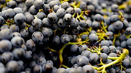 Uva nera, il frutto d’autunno dai “superpoteri”