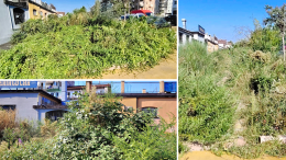L'erba alta trasforma il parcheggio in una foresta. «Lo sfalcio al Comune una scelta scellerata»