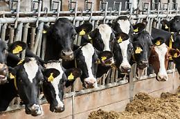Verolengo, la ferita rimane aperta dopo la mucca macellata