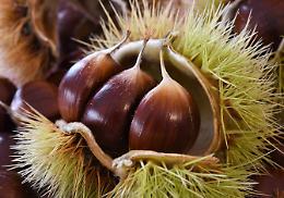 Ecco dove raccogliere le castagne in Piemonte: tutti i boschi e i sentieri nelle province piemontesi