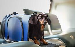 Domani i cani voleranno in cabina senza trasportino: una prima assoluta in Italia