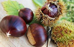 Castagne, 5 errori da non fare in cucina: dai marroni al vino giusto