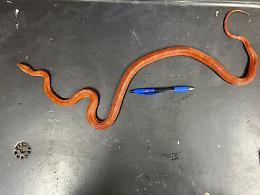 Trovato serpente del grano a Torino: l'animale domestico aspetta i suoi proprietari al CANC