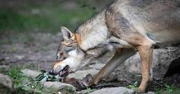 Villadossola, il lupo colpisce ancora: sbranati un agnello e due pecore