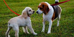 Pinerolo, nuove regole per i proprietari di cani: obbligatoria anche la bottiglietta d’acqua, oltre i sacchetti