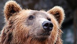 Mettere il collare a lupi e orsi: il Parco Val Grande vuole monitora la fauna selvatica