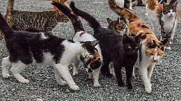 Il Piemonte investe sulle colonie feline: la Regione finanzia 22 progetti comunali