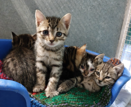Una "gang" di cuccioli (torinesi) uno più dolce dell'altro