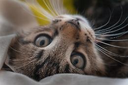 Alba, il 5 ottobre la Festa del canile e del gattile con gli Amici di Zampa