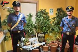 Scoperta piantagione di marijuana a Chieri: 41enne arrestato dai carabinieri
