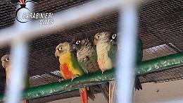 Sequestrati 17 pappagalli a Stresa, società multata per attività zoologica senza licenza