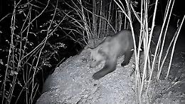 In Piemonte c'è un nuovo orso? Ecco cosa sta succedendo in Val Grande