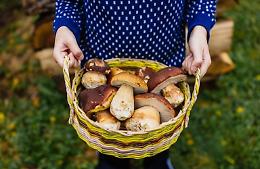 Funghi in Piemonte: dove nascono, come trovarli e come essere sempre in regola
