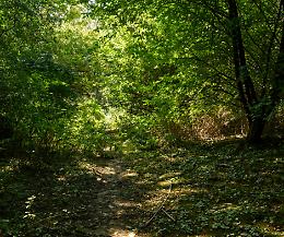 Forest bathing: ecco l’arte di camminare nel bosco per ritrovare l’equilibrio psicofisico