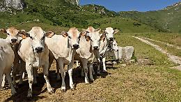 Piemonte, il pascolo in quota si allunga di 10 giorni: un aiuto concreto per chi vive la montagna