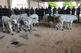Carmagnola: riprendono le aste bovine mensili in Piazza Italia