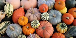 Brandizzo celebra l'autunno, arriva la 28ª Sagra della Zucca
